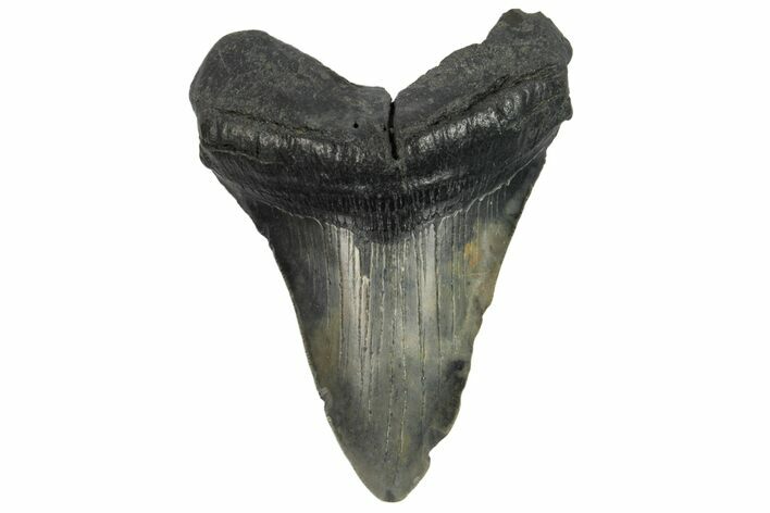 Fossil Megalodon Tooth - South Carolina #187774